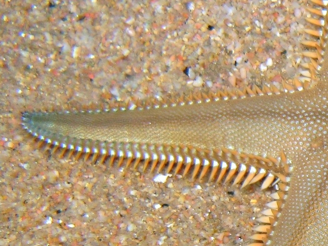Astropecten platyacanthus (Philippi, 1837)